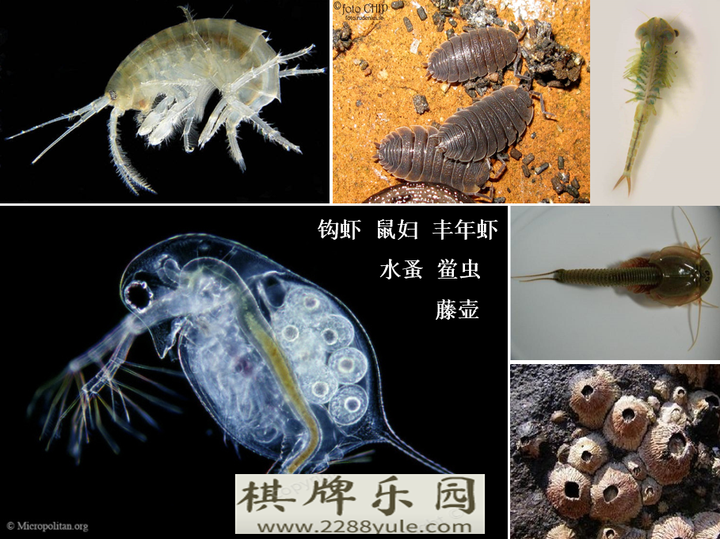虾蟹和昆虫在生物学上是否拓扑等价